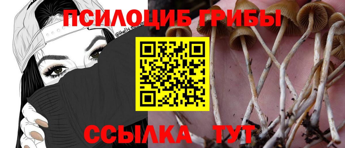 Галлюциногенные грибы Psilocybe  Вход с VPN  Чистополь  Псилоцибиновые грибы Cubensis 
